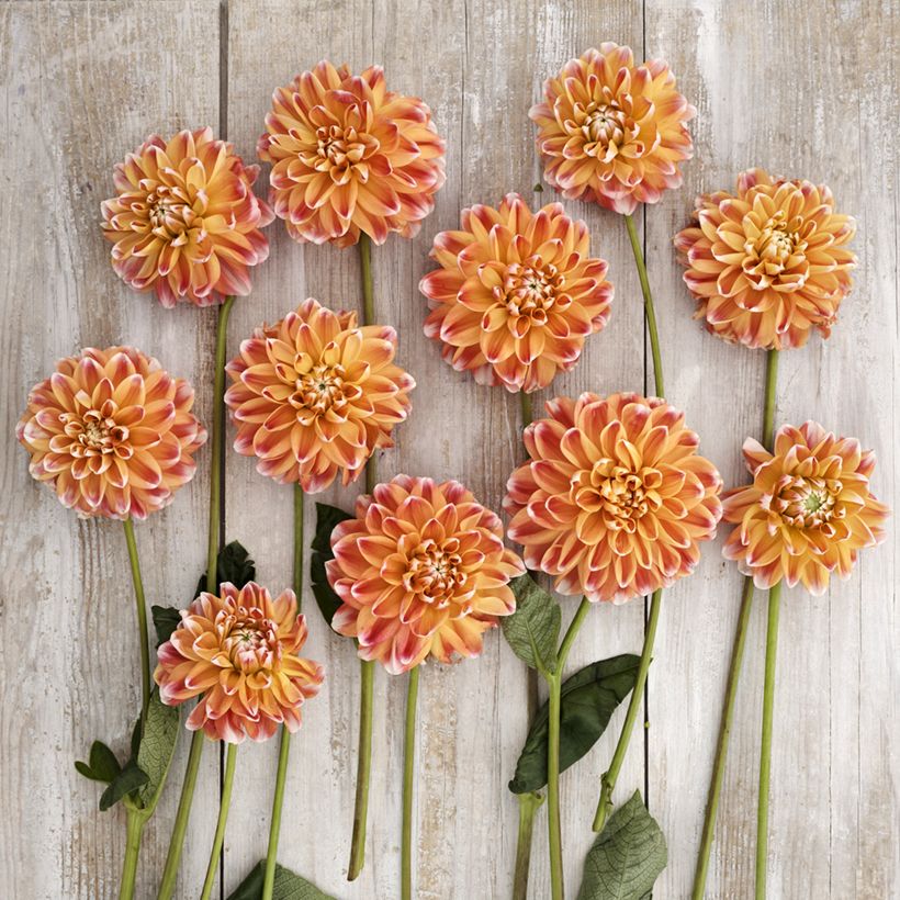 Dália decorativa Hapet Harmony (Floração)