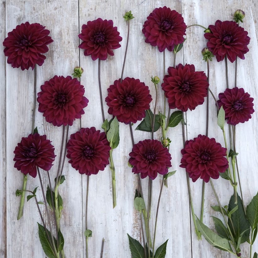 Dália decorativa Mister Blue (Floração)