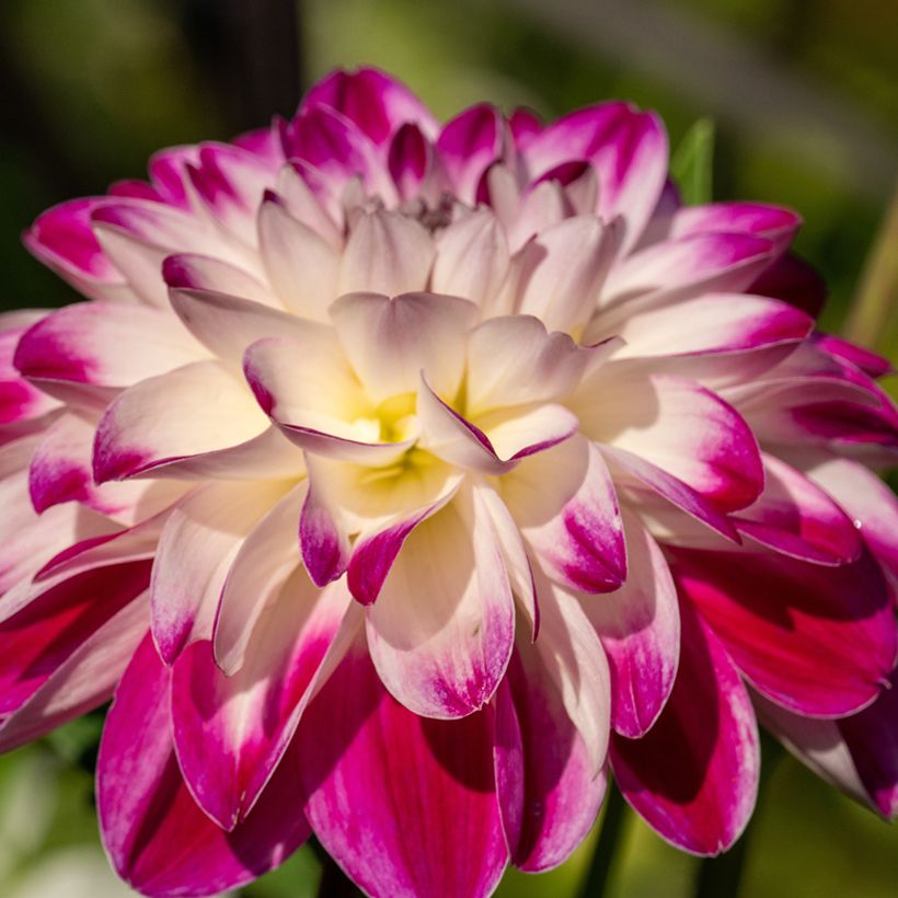 Dália decorativa Saint Martin (Floração)