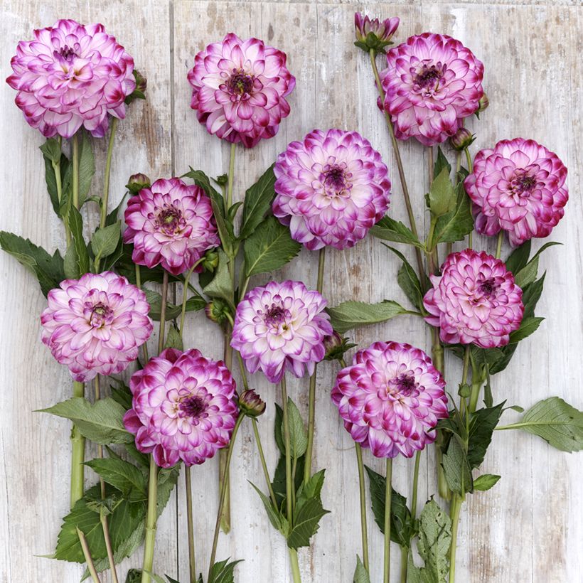 Dália decorativa Stardust (Floração)