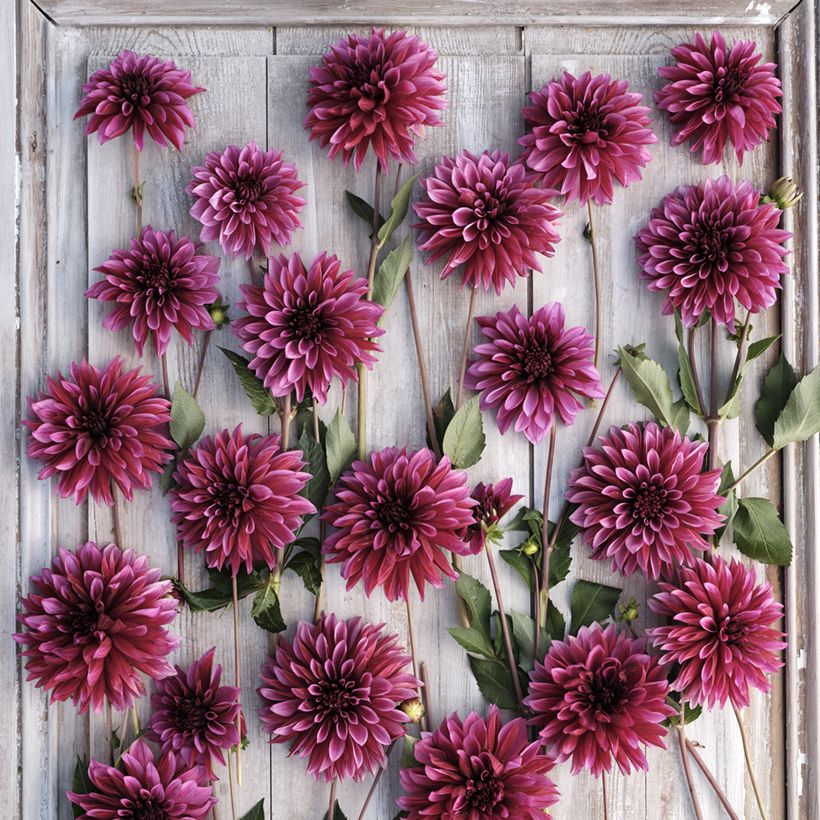 Dália decorativa Tanita (Floração)