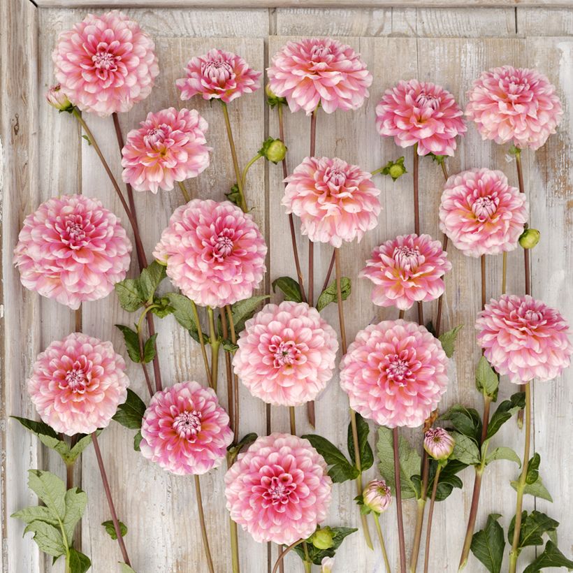 Dália decorativa Trustfull (Floração)