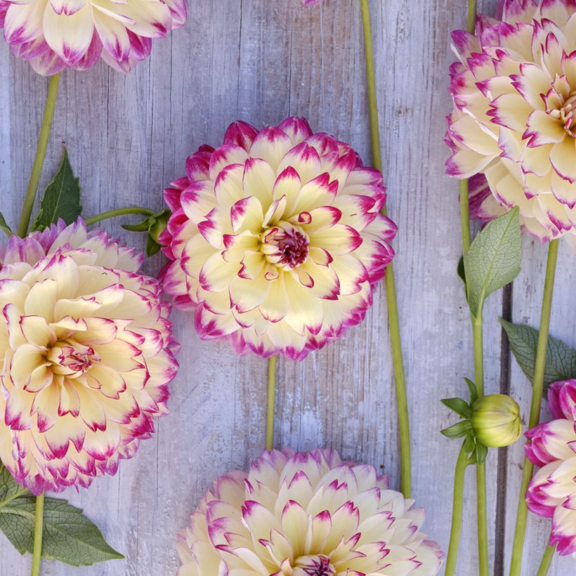 Dália decorativa Aphrodite (Floração)