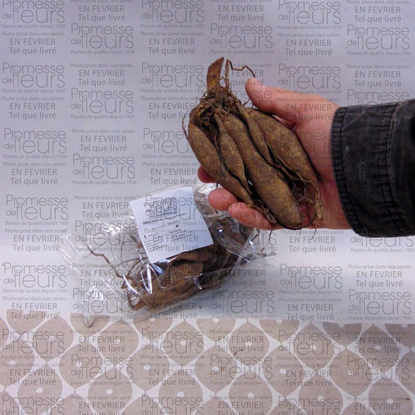 Exemplo de amostra de Dália fimbriata Kogane Fubuki Bulbo Calibre I tal como entregue