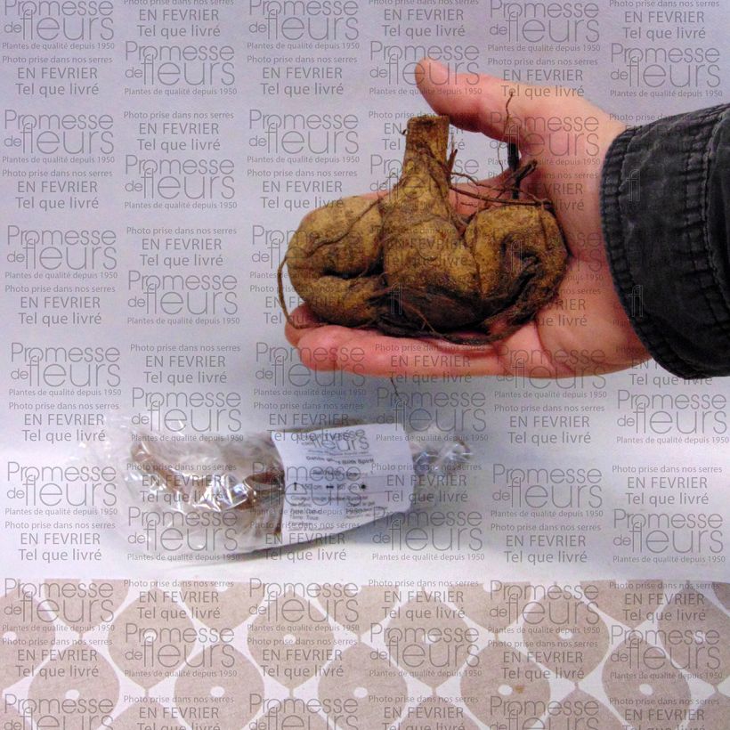 Exemplo de amostra de Dahlia géant Blith Spirit Bulbo size I tal como entregue