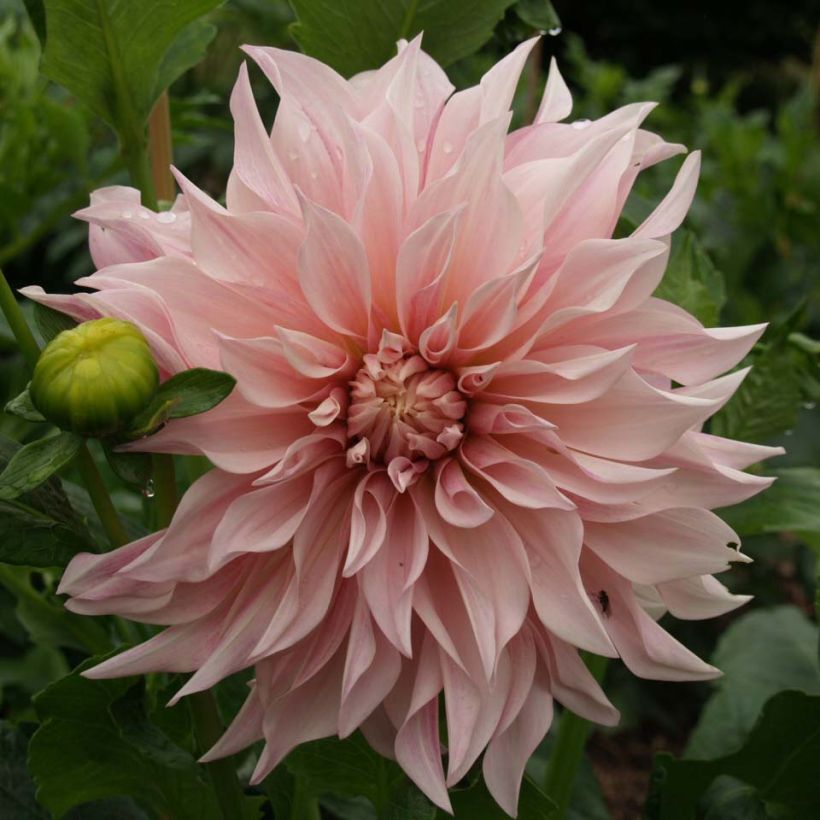 Dália gigante Café Au Lait rosé (Floração)