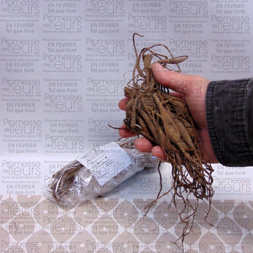 Exemplo de amostra de Dália gigante Grand Prix Bulbo Calibre I tal como entregue