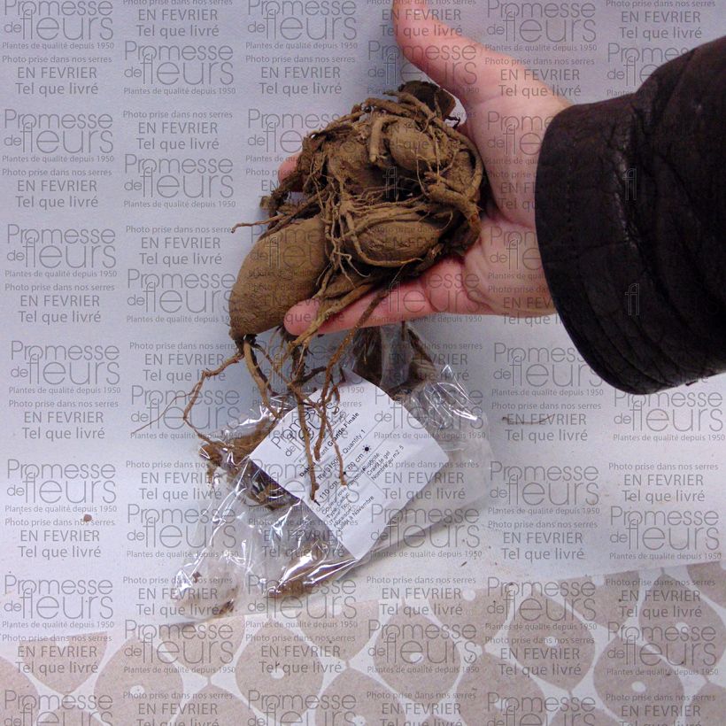 Exemplo de amostra de Dahlia géant Grande Finale Bulbo size I tal como entregue