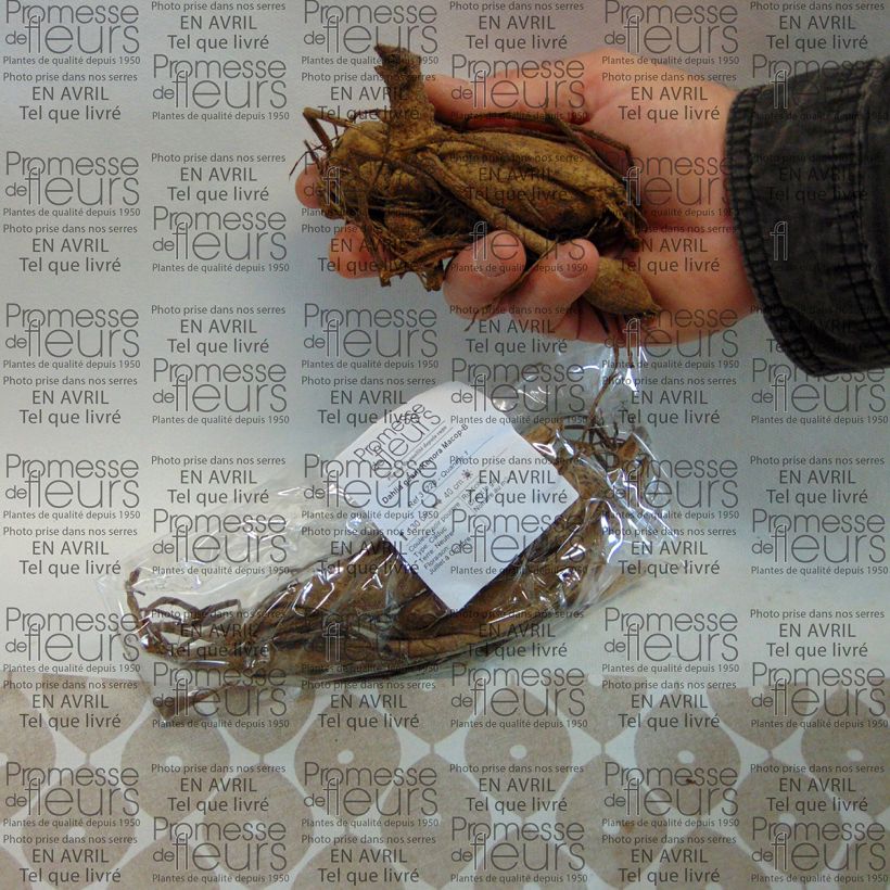 Exemplo de amostra de Dália gigante Kenora Macop Bulbo Calibre I tal como entregue