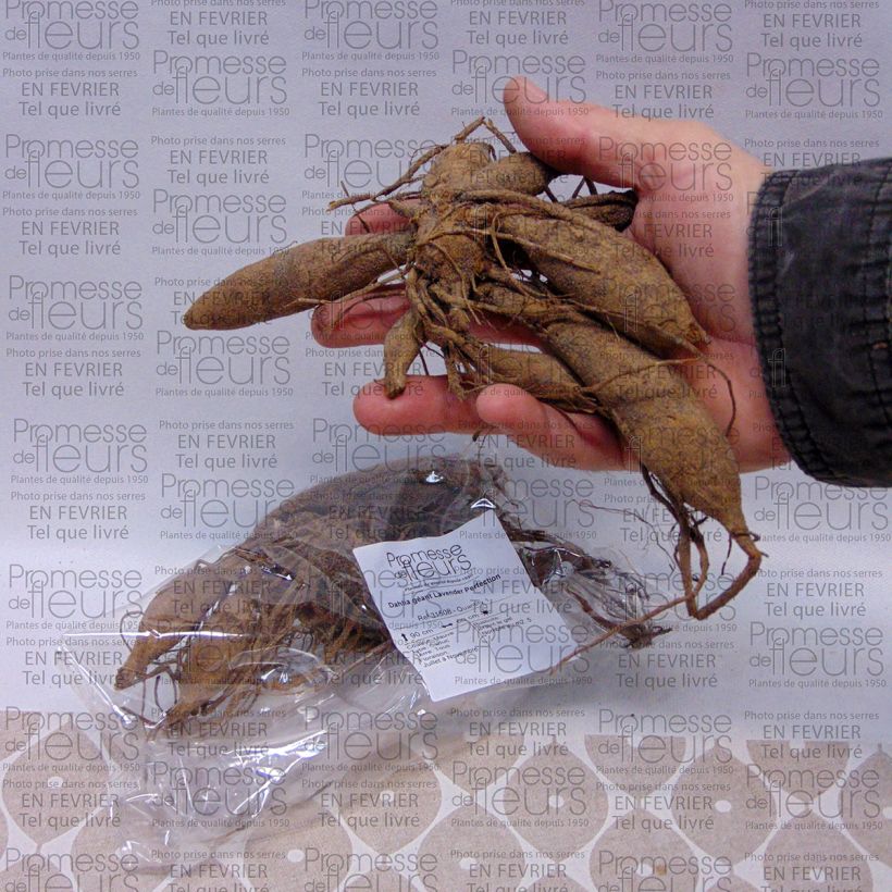 Exemplo de amostra de Dahlia géant Lavender Perfection Bulbo size I tal como entregue