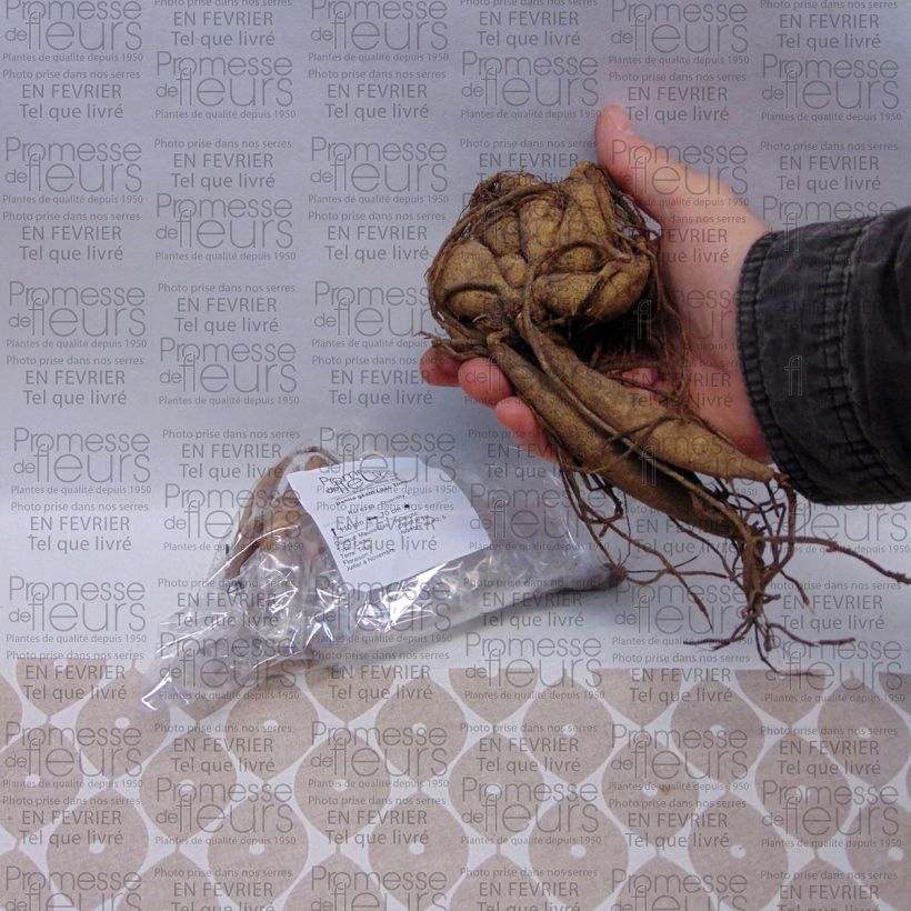 Exemplo de amostra de Dahlia géant Lilac Time Bulbo size I tal como entregue