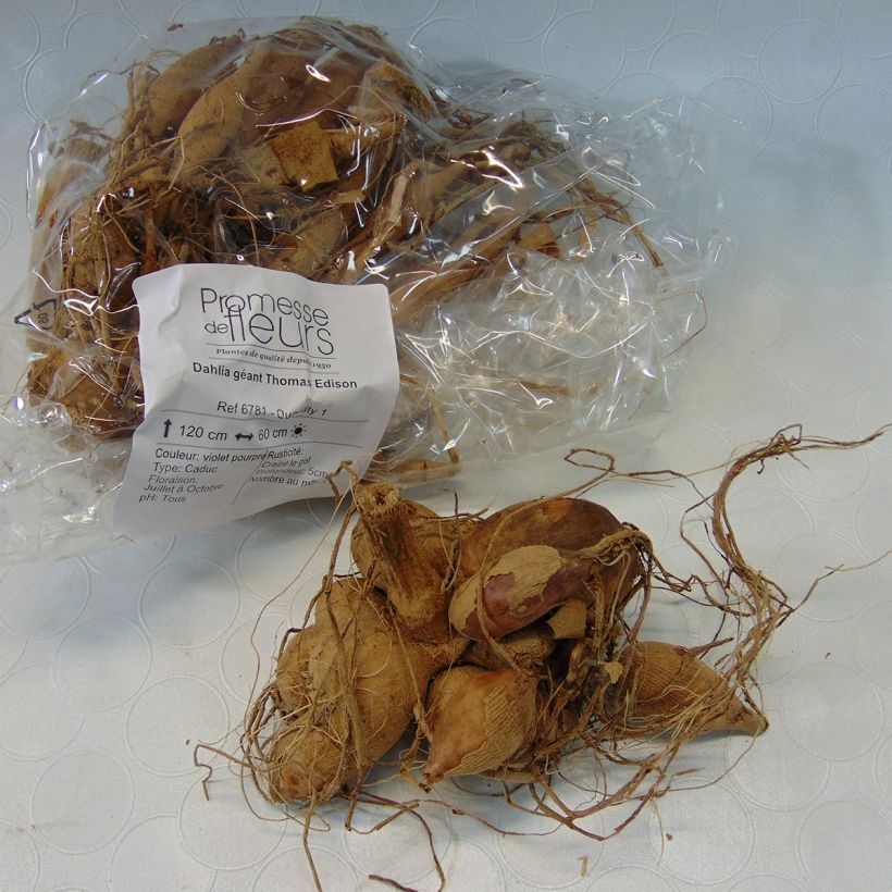 Exemplo de amostra de Dália gigante Thomas Edison Bulbo Calibre I tal como entregue