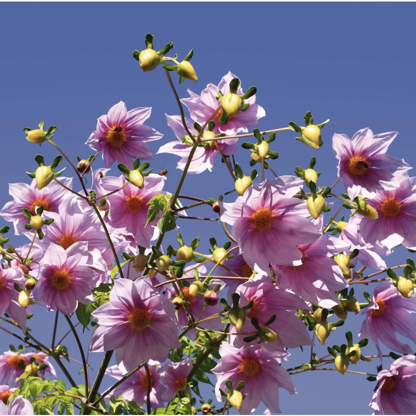 Dahlia imperialis (Floração)