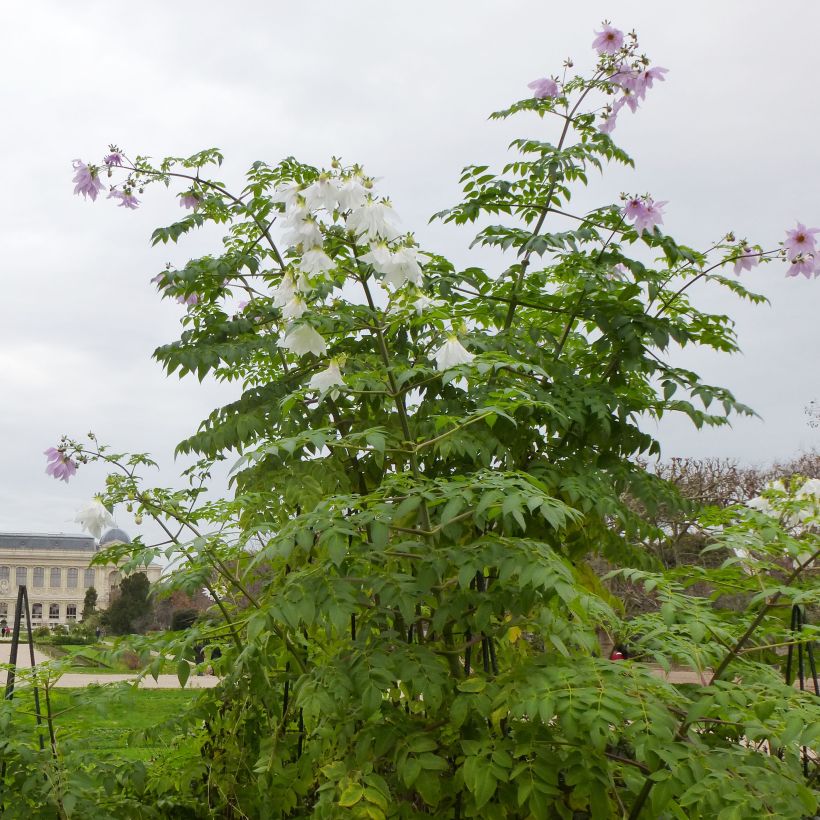 Dahlia imperialis (Hábito)