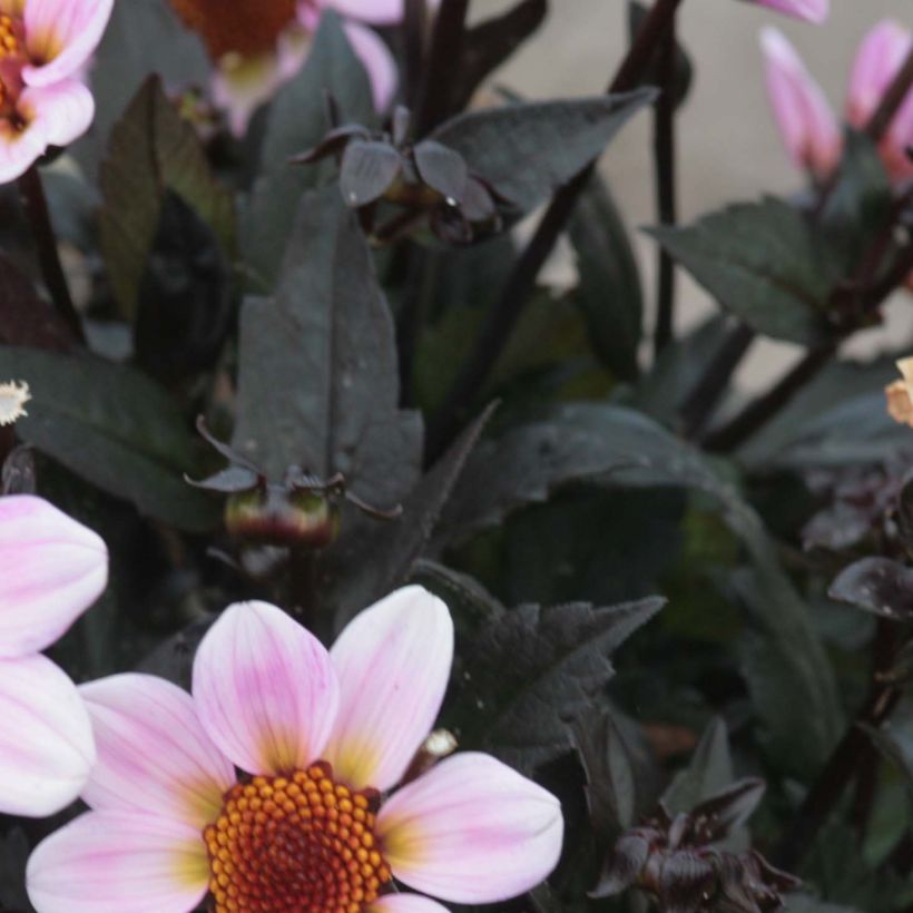 Dália anã Dark Angels® American Pie (Folhagem)