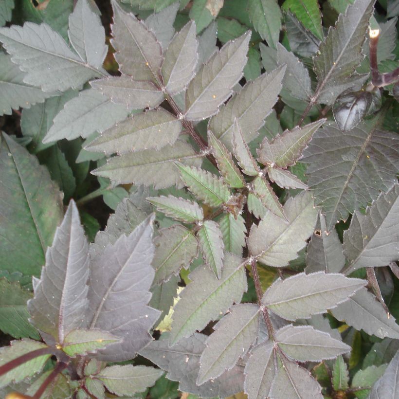 Dália anã Dark Angels® Pretty Woman (Folhagem)