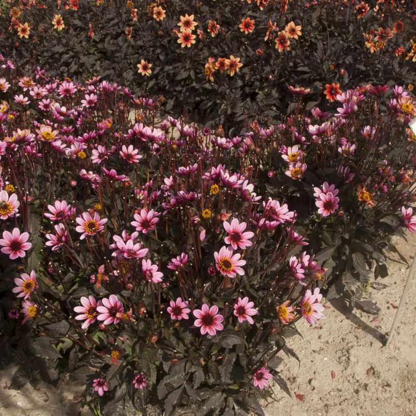 Dália anã Dark Angels® Pretty Woman (Hábito)