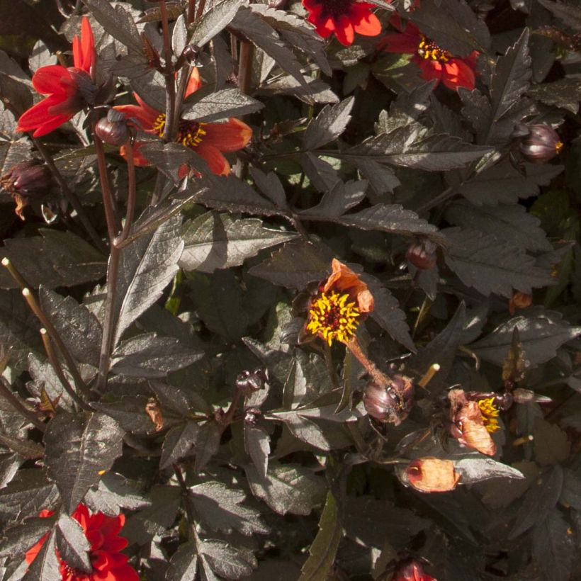 Dália anã Dark Angels® Pulp Fiction (Folhagem)