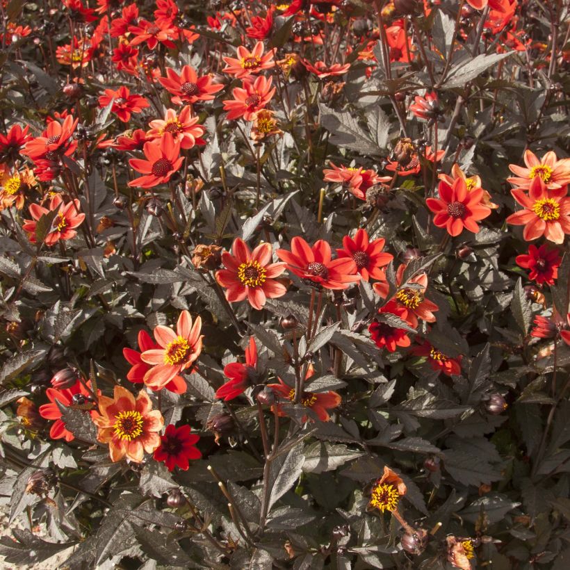Dália anã Dark Angels® Pulp Fiction (Floração)
