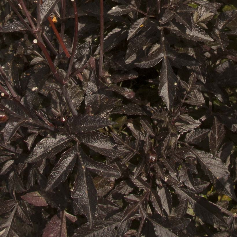 Dália anã Dark Angels® Taxi Driver (Folhagem)