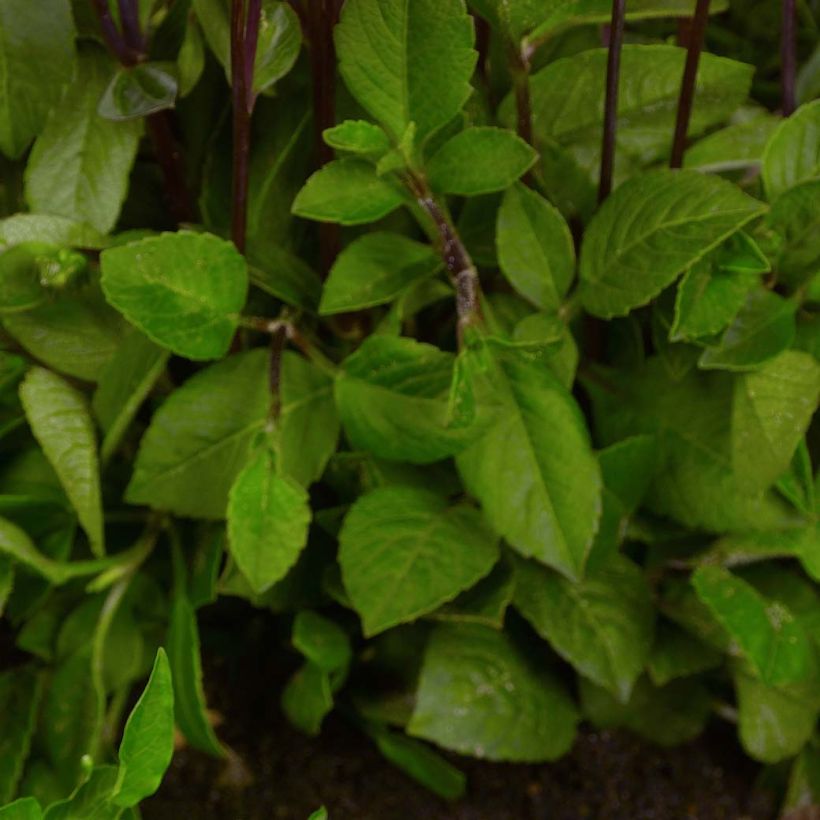 Dália anã Topmix Pink (Folhagem)