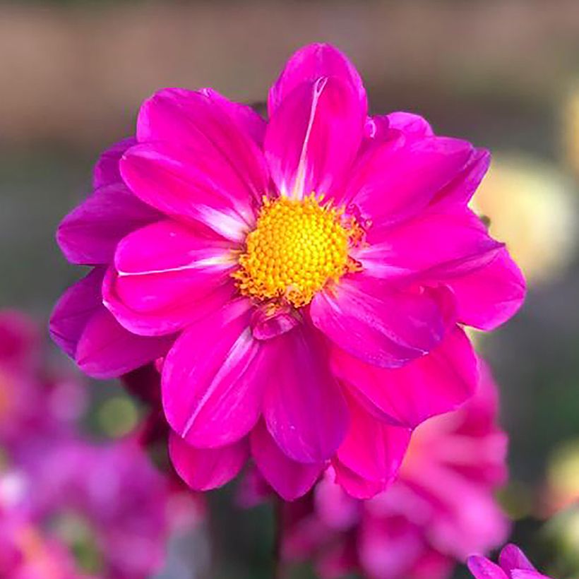 Dália anémona Miracle Purple (Floração)