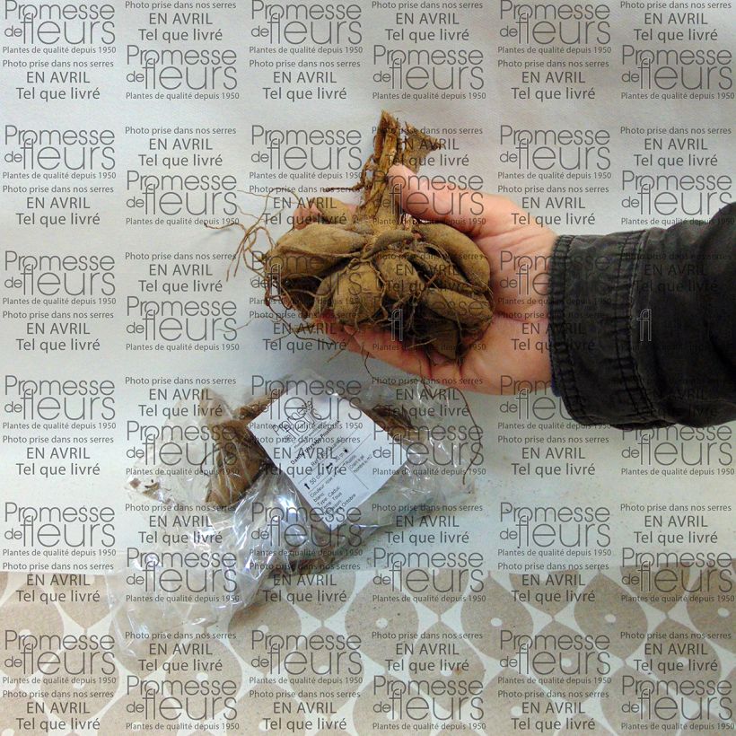 Exemplo de amostra de Dahlia paysage Priceless Pink Bulbo size I tal como entregue