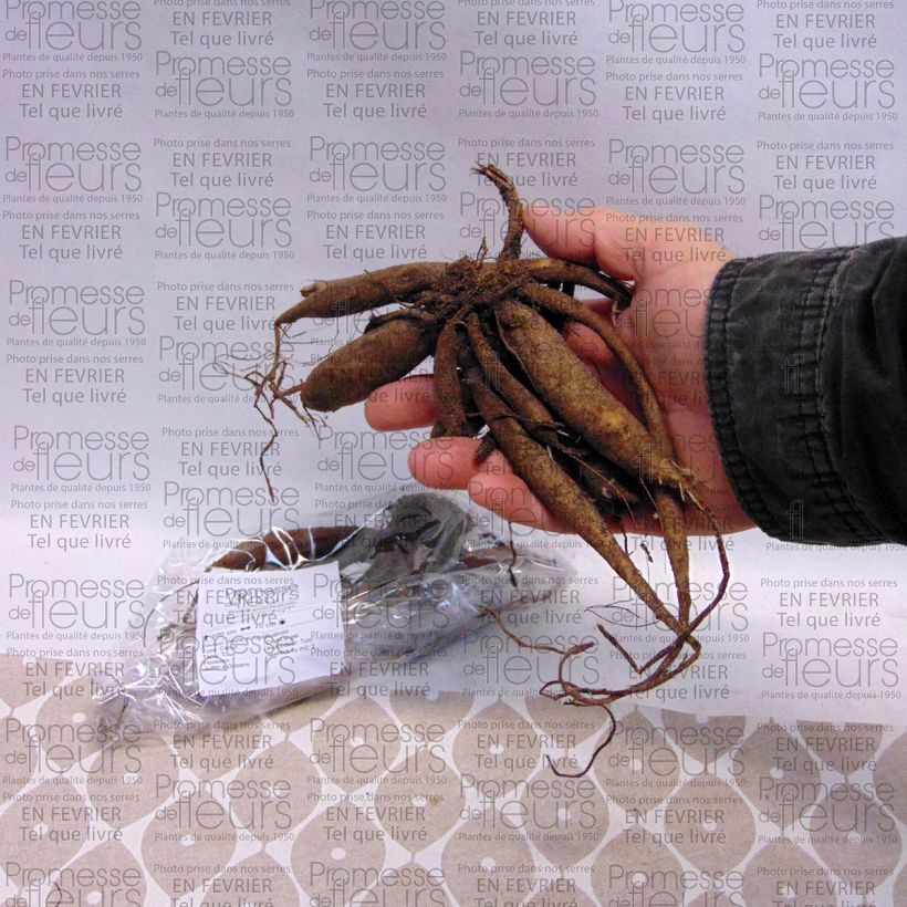 Exemplo de amostra de Dahlia pompon Icoon Bulbo size I tal como entregue