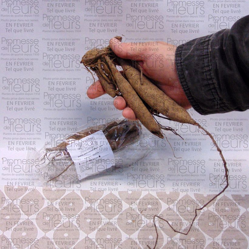 Exemplo de amostra de Dália semi-cactus Black Jack Bulbo Calibre I tal como entregue