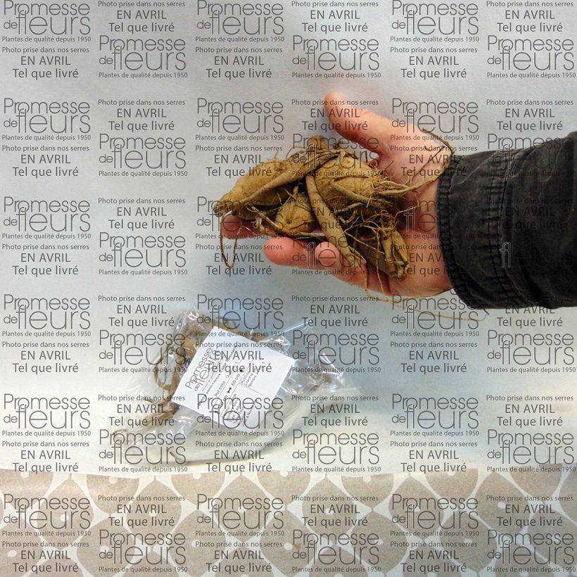 Exemplo de amostra de Dahlia semi-cactus Color Spectacle Bulbo size I tal como entregue