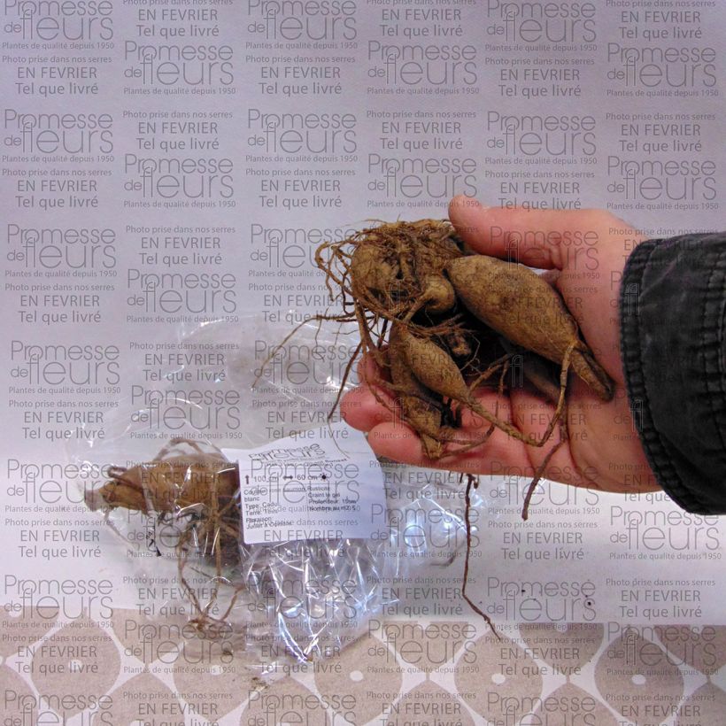 Exemplo de amostra de Dahlia semi-cactus Okapi Sunset Bulbo size I tal como entregue