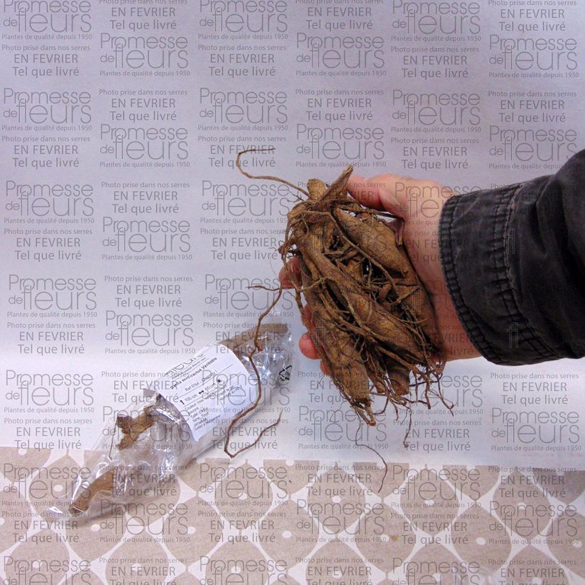 Exemplo de amostra de Dália semi-cactus Veritable Bulbo Calibre I tal como entregue