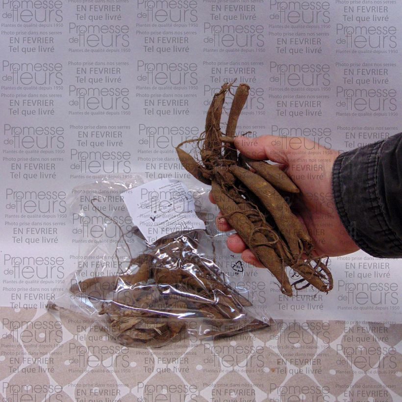 Exemplo de amostra de Dahlia semi-cactus Witteman's Best Bulbo size I tal como entregue