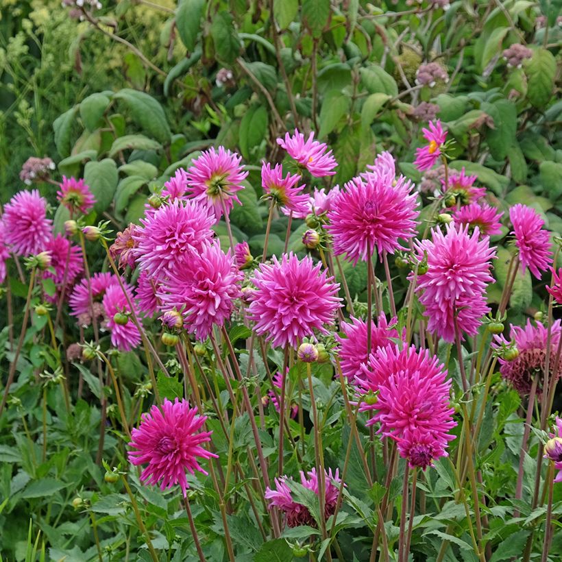 Dália semi-cactus Purple Gem (Hábito)