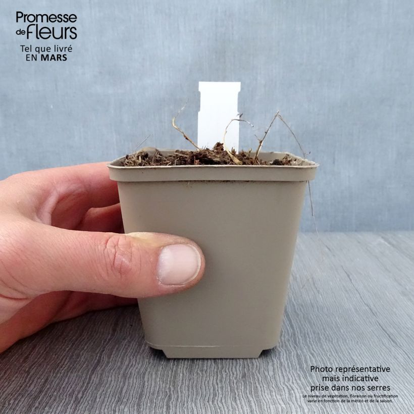 Amostra de Dalea candida - White Prairie Clover Godet de 8/9 cm tal como entregue na primavera