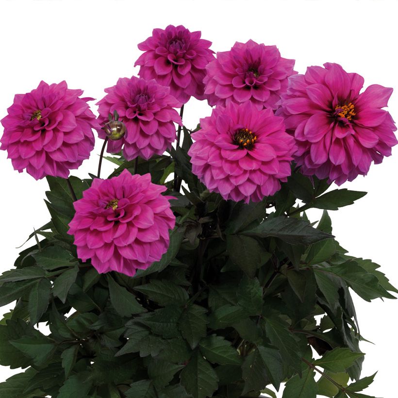 Dália anã Gardenetta® Lavender (Floração)