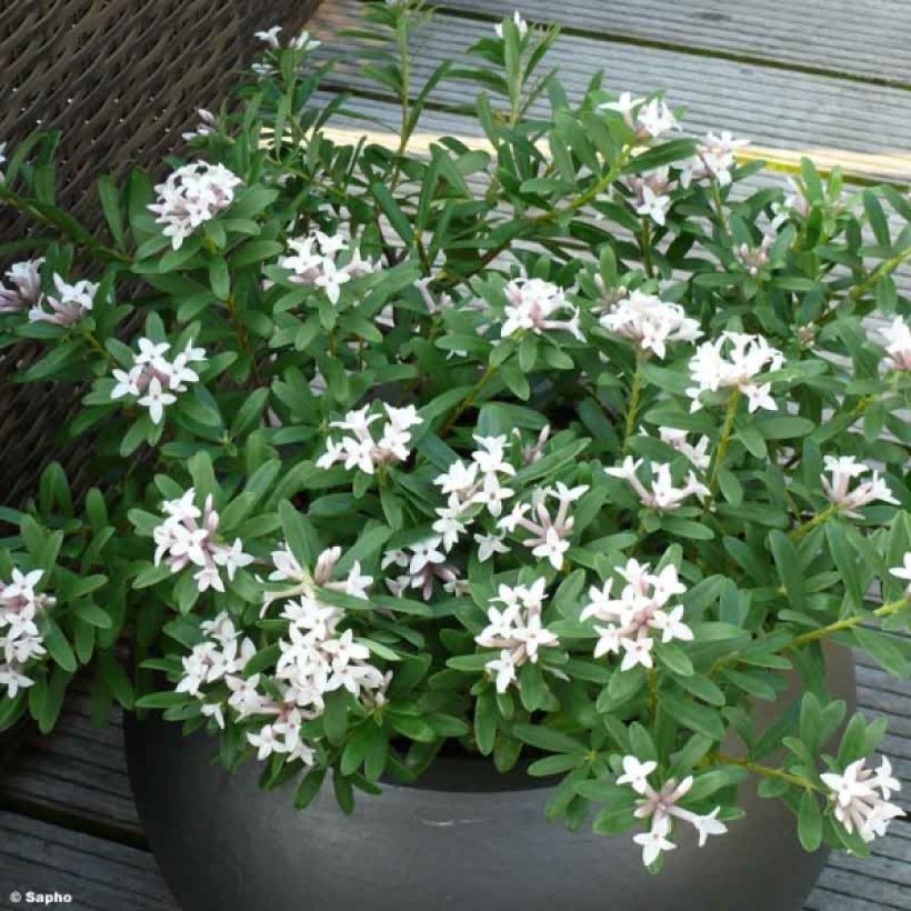 Daphne transatlantica Eternal Fragrance (Hábito)