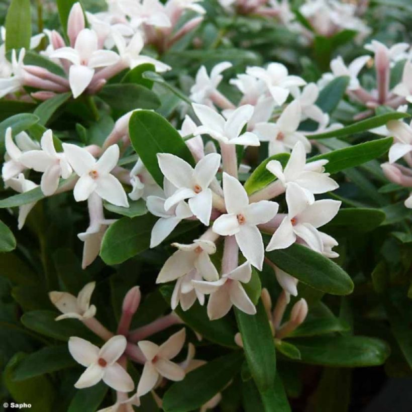 Daphne transatlantica Eternal Fragrance (Floração)