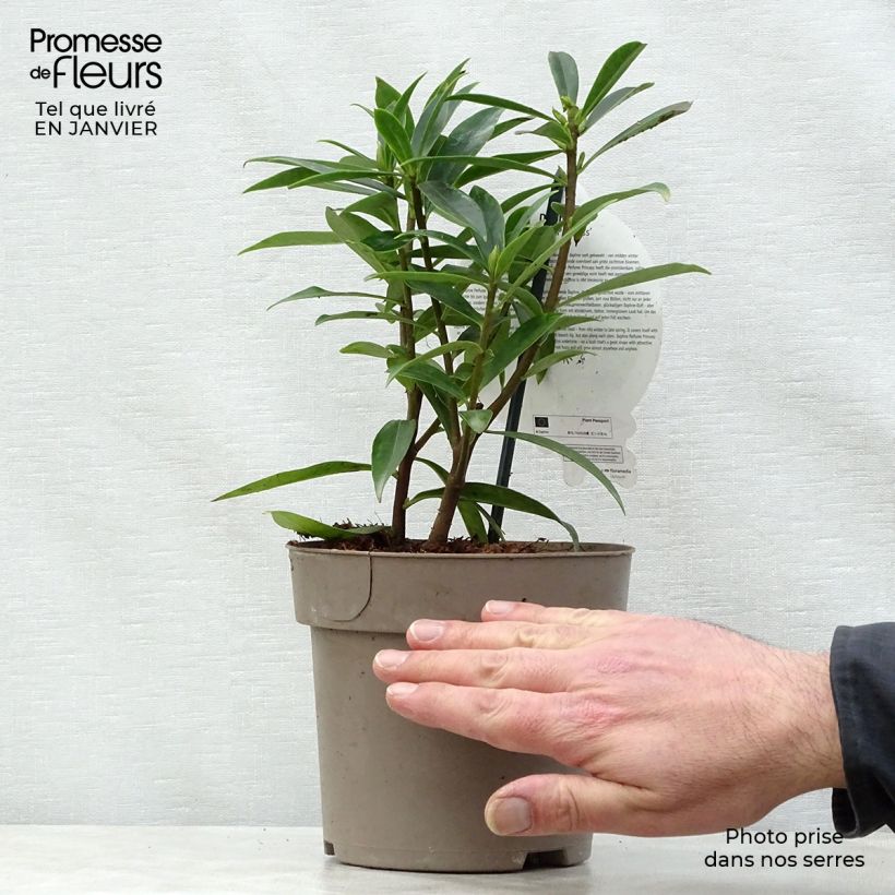 Amostra de Daphne Perfume Princess - Daphné parfumé Vaso de 2 L/3 L tal como entregue no inverno