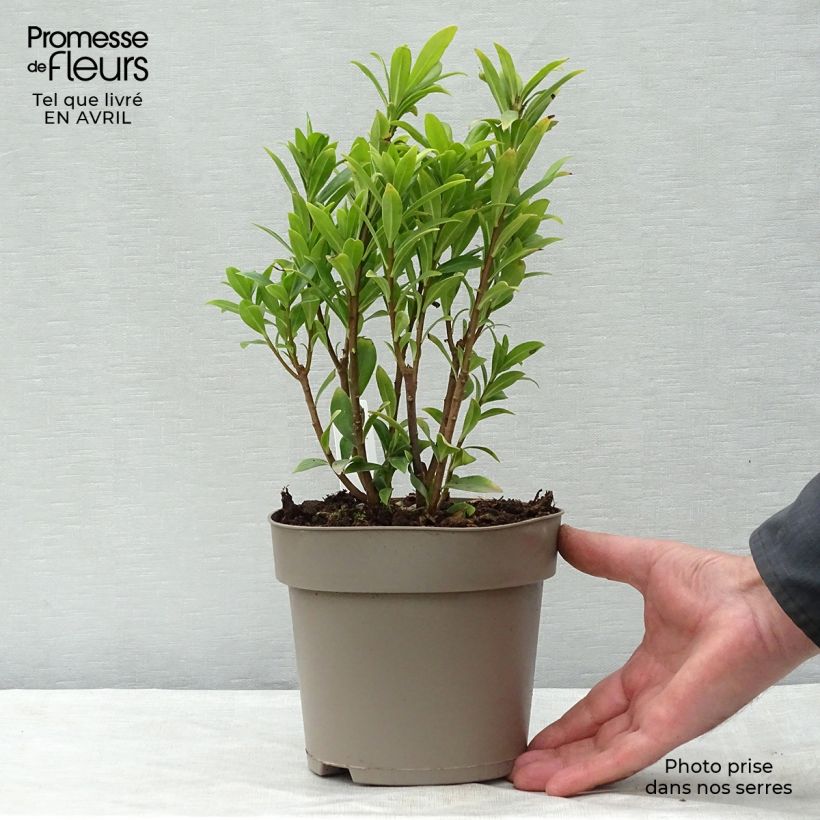 Amostra de Daphne odora × bholua Perfume Princess Vaso de 2 L/3 L tal como entregue na primavera