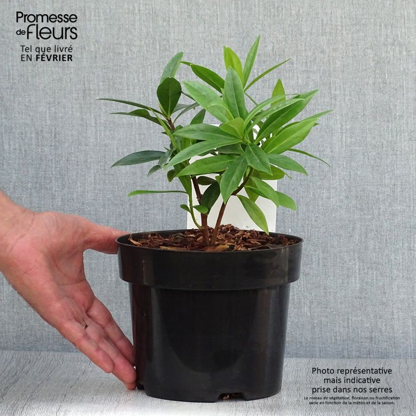 Amostra de Daphne odora × bholua Perfume Princess Vaso de 2 L/3 L tal como entregue no outono