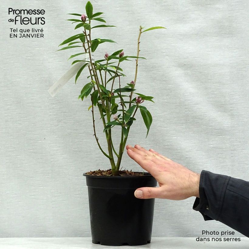 Amostra de Daphne Spring Beauty Vaso de 3 L/4 L tal como entregue no inverno