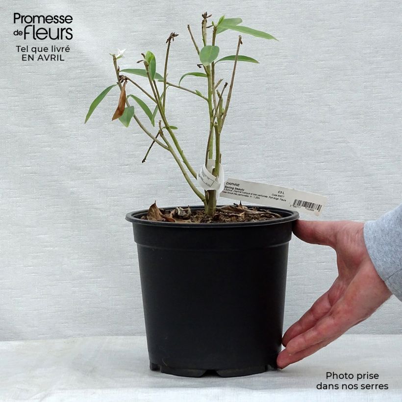 Amostra de Daphne Spring Beauty Vaso de 3 L/4 L tal como entregue na primavera