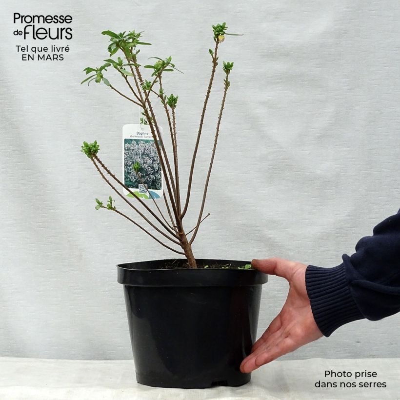 Amostra de Daphne burkwoodii Somerset - Bois joli Vaso de 4 L/5 L tal como entregue na primavera