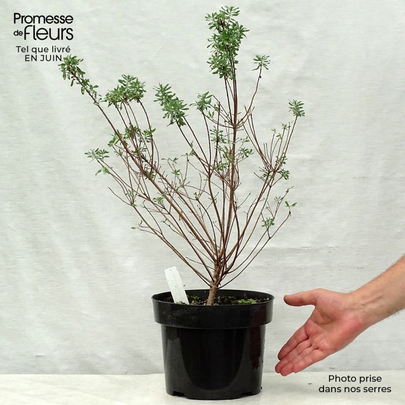Amostra de Daphne burkwoodii Somerset Vaso de 4 L/5 L tal como entregue no verão