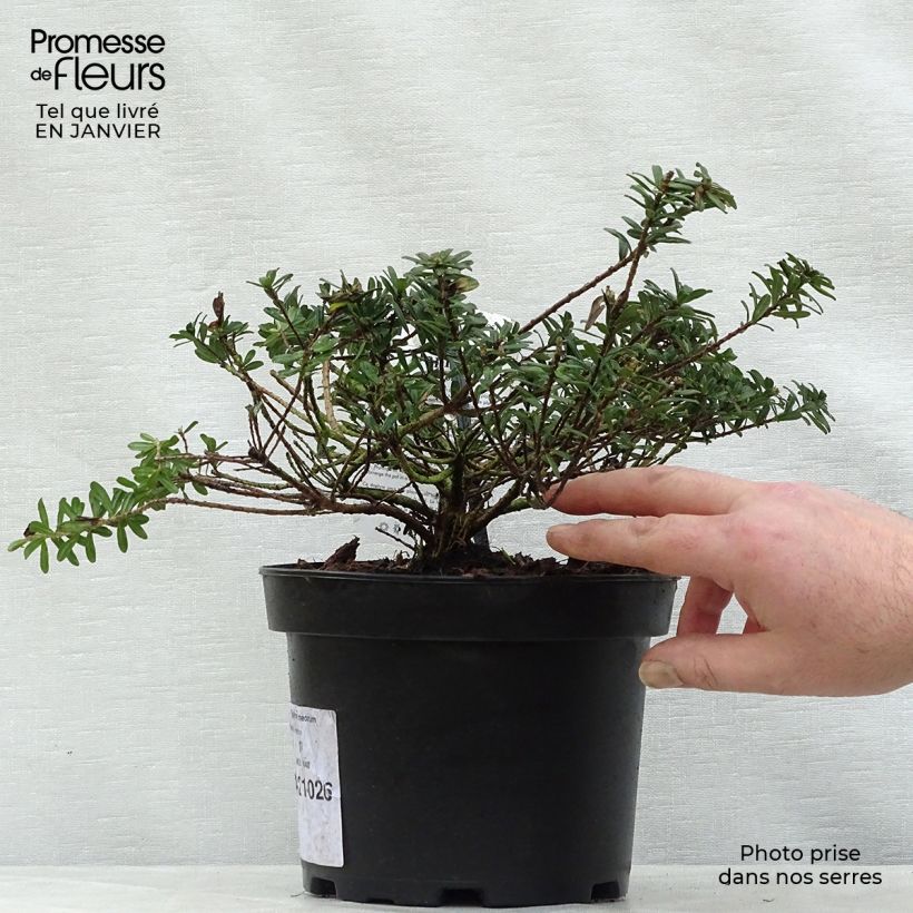 Amostra de Daphne cneorum Vaso de 2 L/3 L tal como entregue no inverno