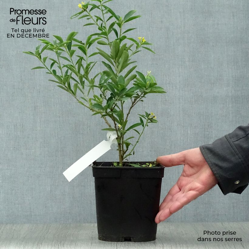 Amostra de Daphne gemmata Royal Crown Vaso de 2 L/3 L tal como entregue no inverno