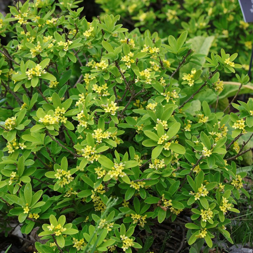 Daphne gemmata Royal Crown (Hábito)