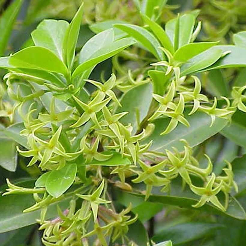 Daphne laureola subsp. philippi (Floração)