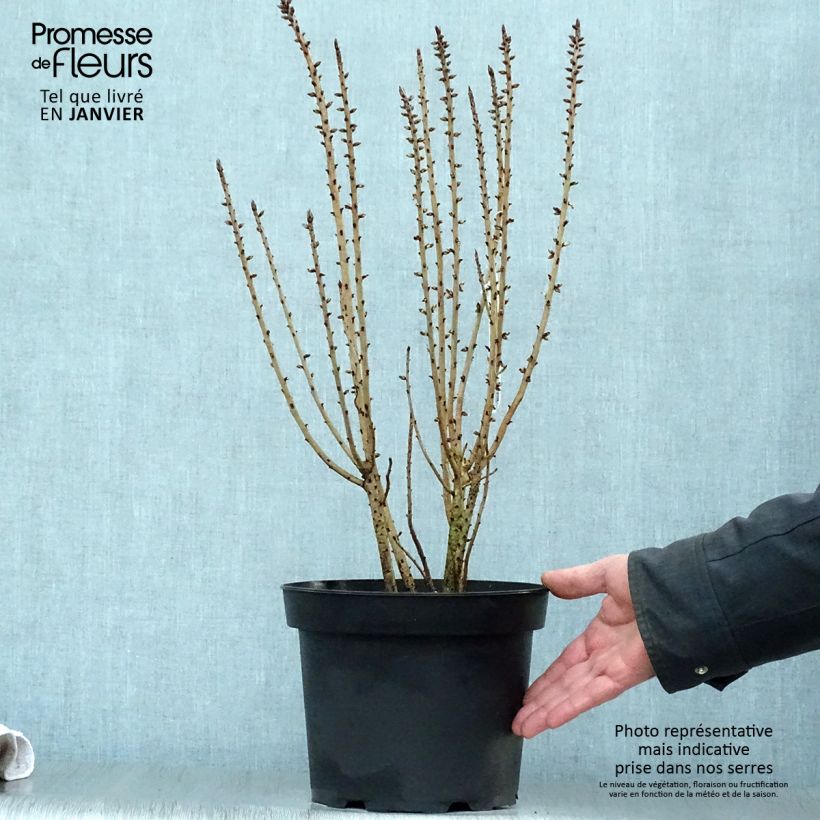 Amostra de Daphne mezereum var. rubra Vaso de 3 L/4 L tal como entregue no inverno